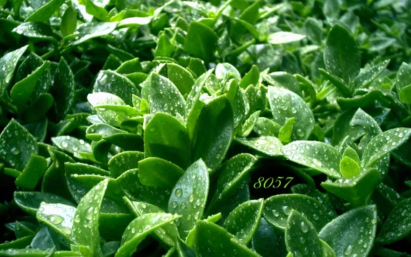 4K Ultra HD PC desktop wallpaper: close-up of vibrant green plant leaves with water droplets, nature background.