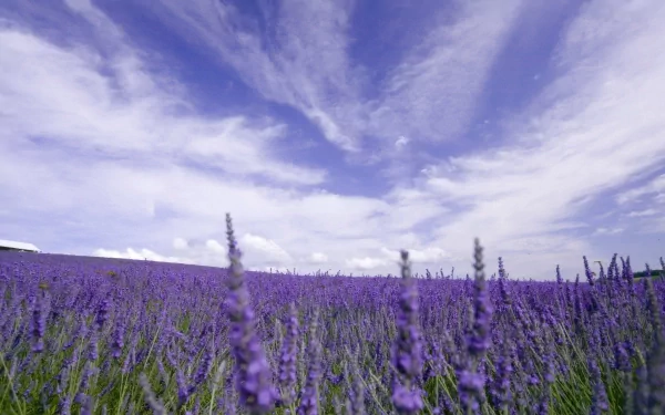 A serene landscape of vibrant lavender fields under a blue sky with wispy clouds, capturing the essence of nature in a stunning HD desktop wallpaper.