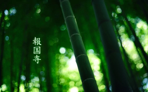 HD PC desktop wallpaper: lush green bamboo forest with tall stalks, soft bokeh light and Japanese kanji, evoking nature and traditional Japanese culture.
