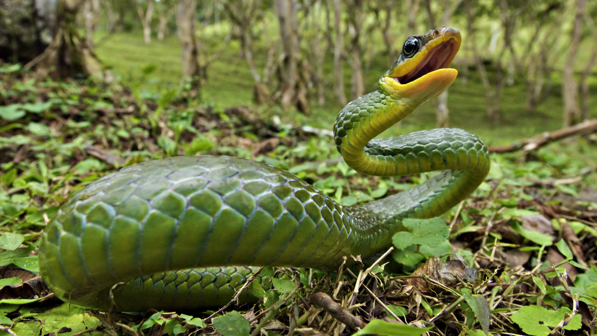 A mesmerizing snake slithering amidst nature's enchanting beauty.