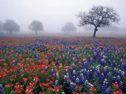 A scenic HD photography wallpaper featuring a misty field filled with vibrant red and blue wildflowers, scattered with lone trees in the background.