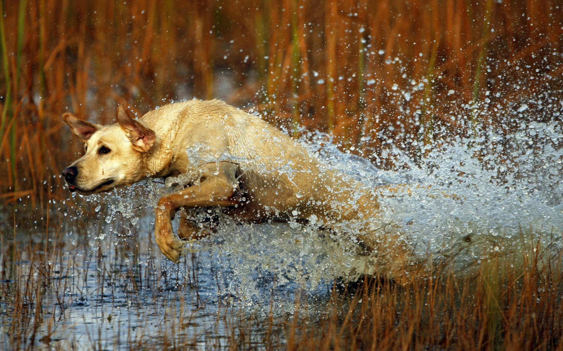 Labrador Retriever dog with captivating gaze on nature-inspired desktop wallpaper.
