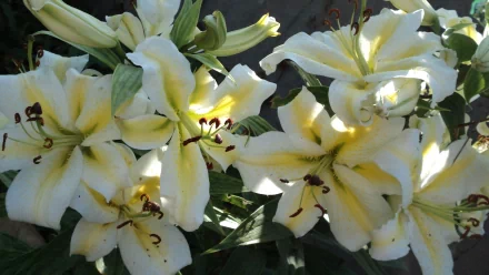 Close-up of white and pale-yellow lilies in sunlight — flower, nature, lily; 2K Quad HD PC desktop wallpaper and background.