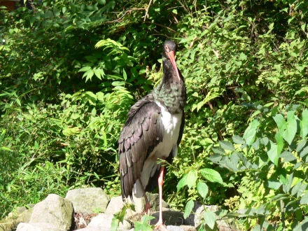 HD PC desktop wallpaper background: a stork (animal, bird) standing among lush green foliage and rocks.