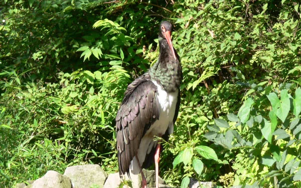  Black Stork