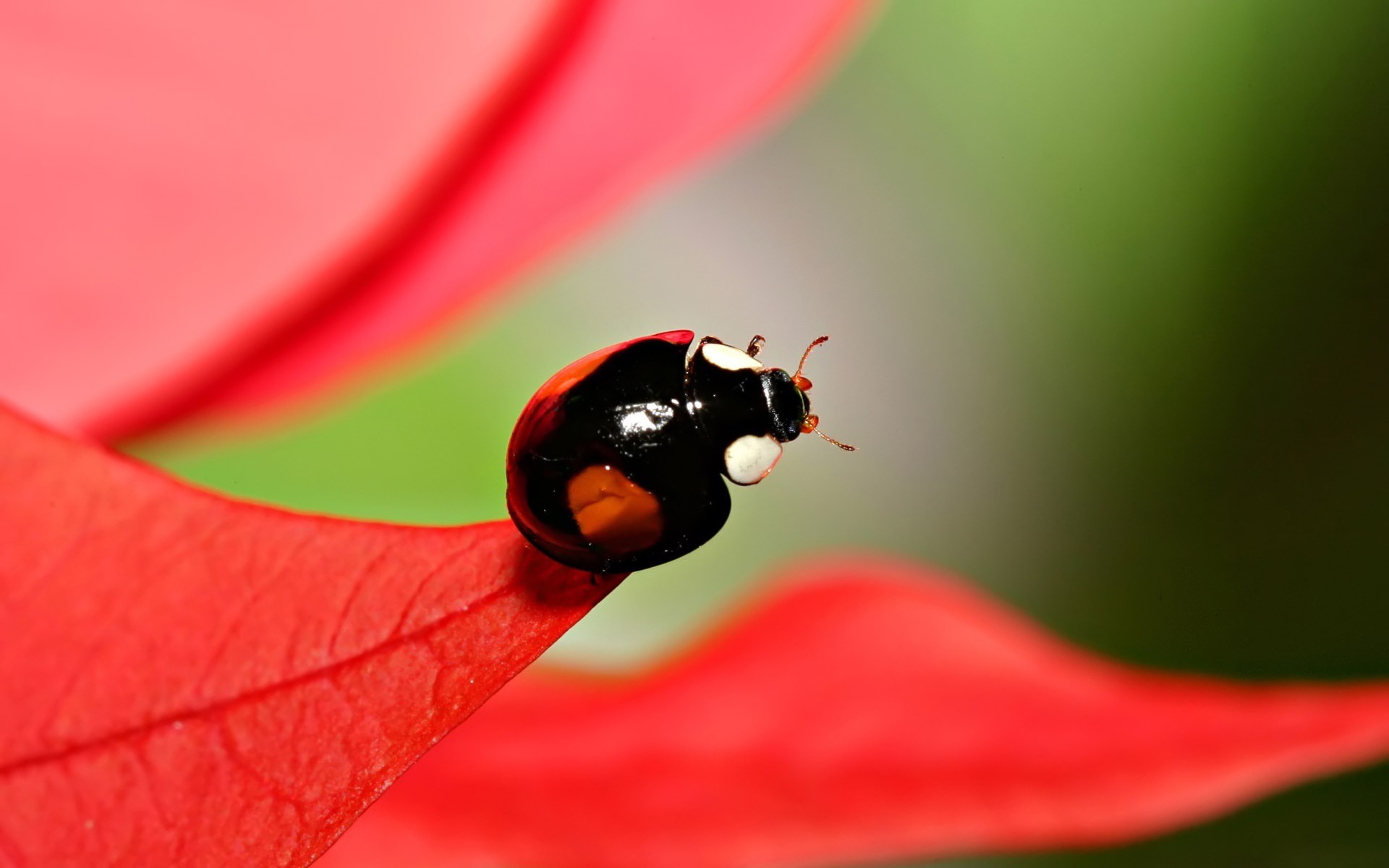 Vibrant ladybug perched on a green leaf - delightful nature close-up wallpaper.