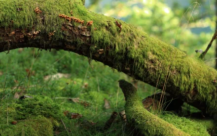  Mossy Log