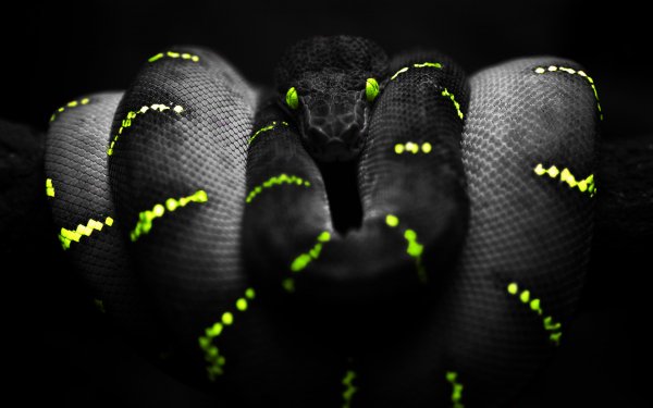 Animal Python Reptiles Snakes HD Wallpaper | Background Image