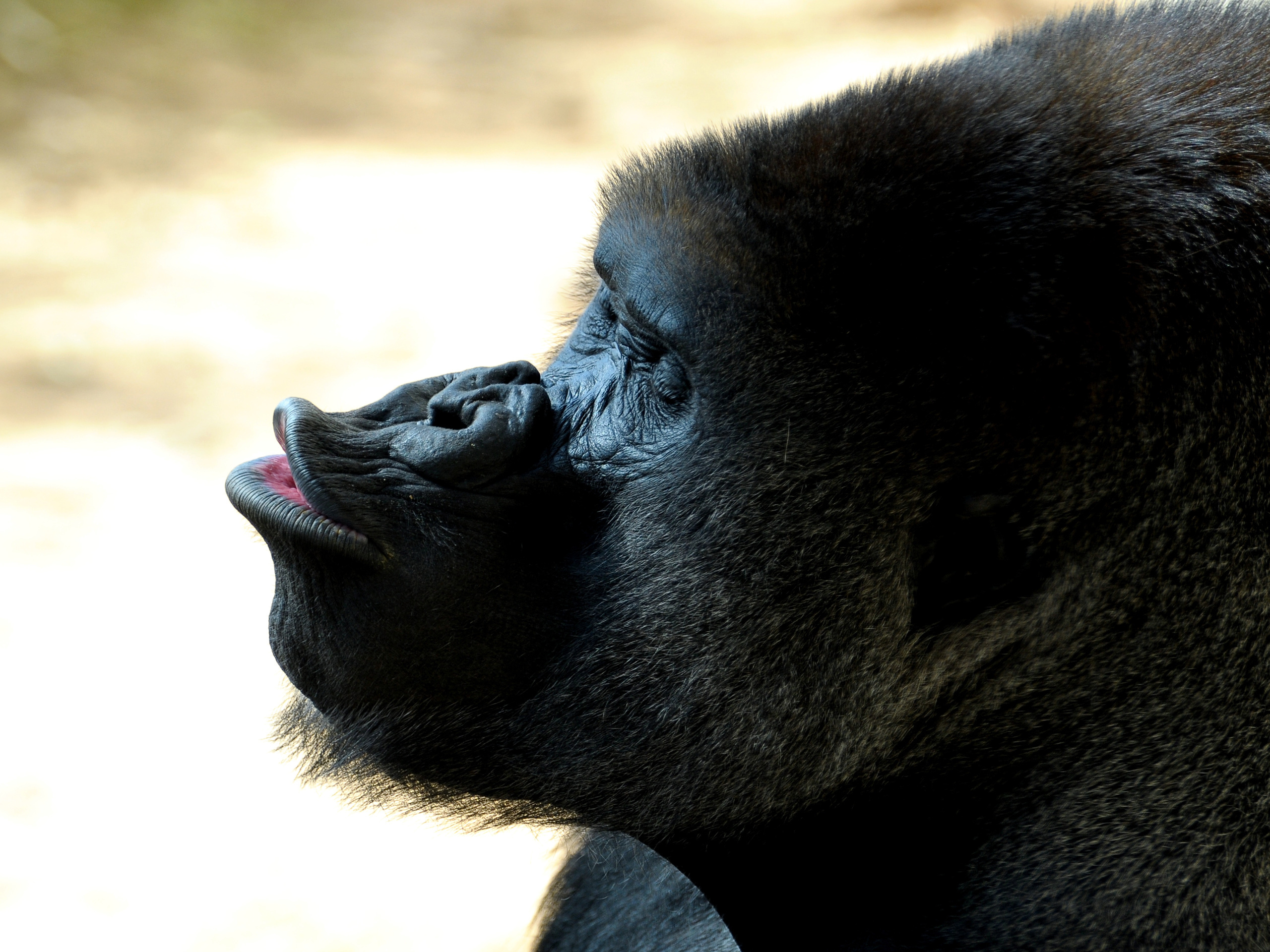 A powerful gorilla portrait displaying strength and majesty.