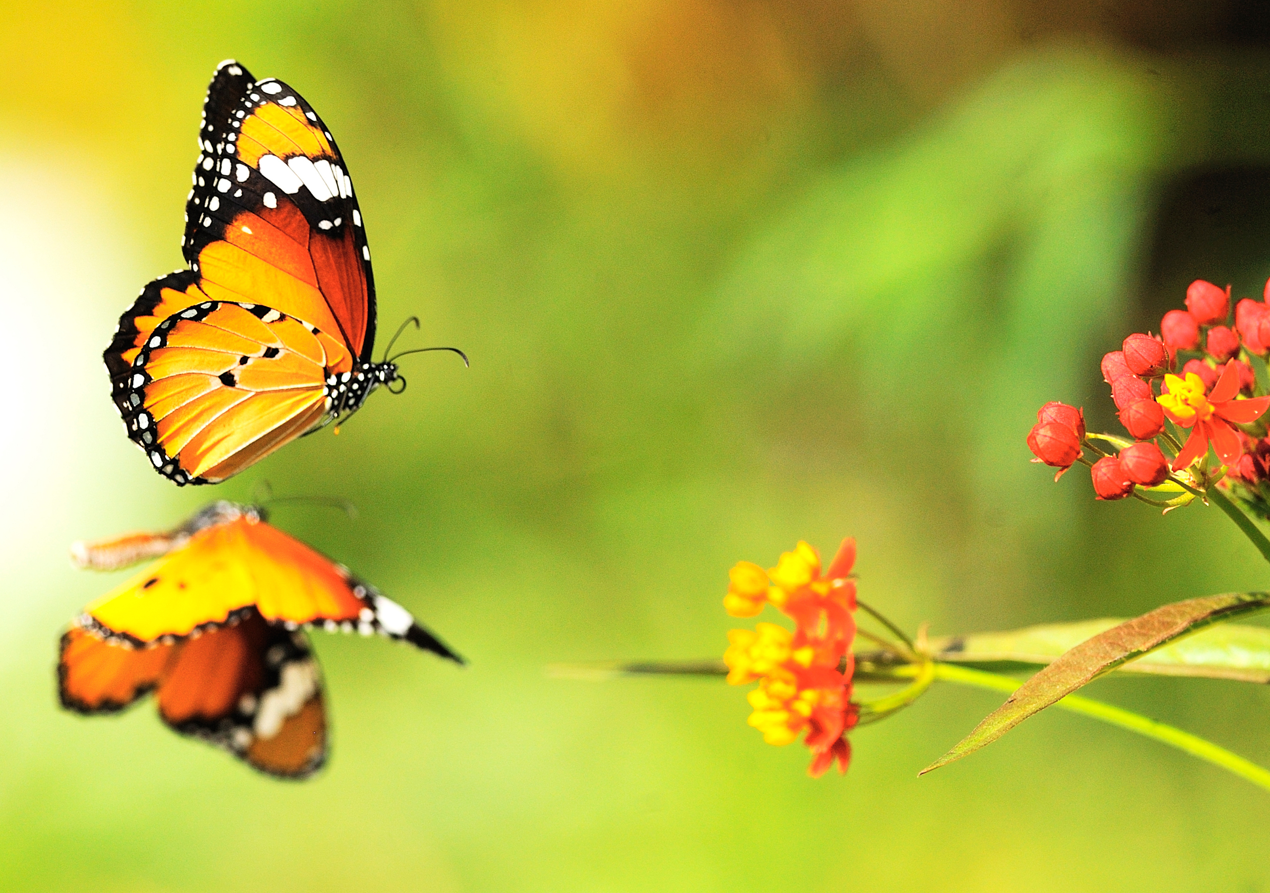 Flying butterfly, fly, butterfly, life, insect, animal, HD wallpaper