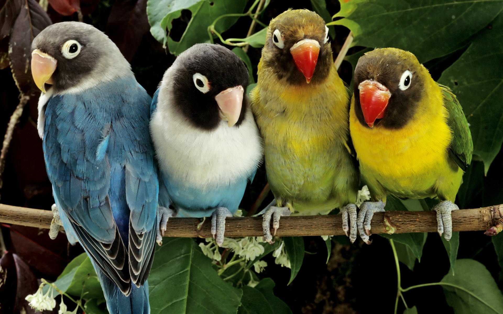 HD wallpaper of four colorful lovebirds perched on a branch, set against a lush green background. The lovebirds display vibrant shades of blue, green, yellow, and black.