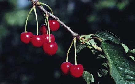 food cherry HD Desktop Wallpaper | Background Image
