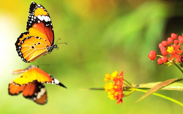 Animal Butterfly Insects Insect Close-Up Flower Reflection HD Wallpaper | Background Image