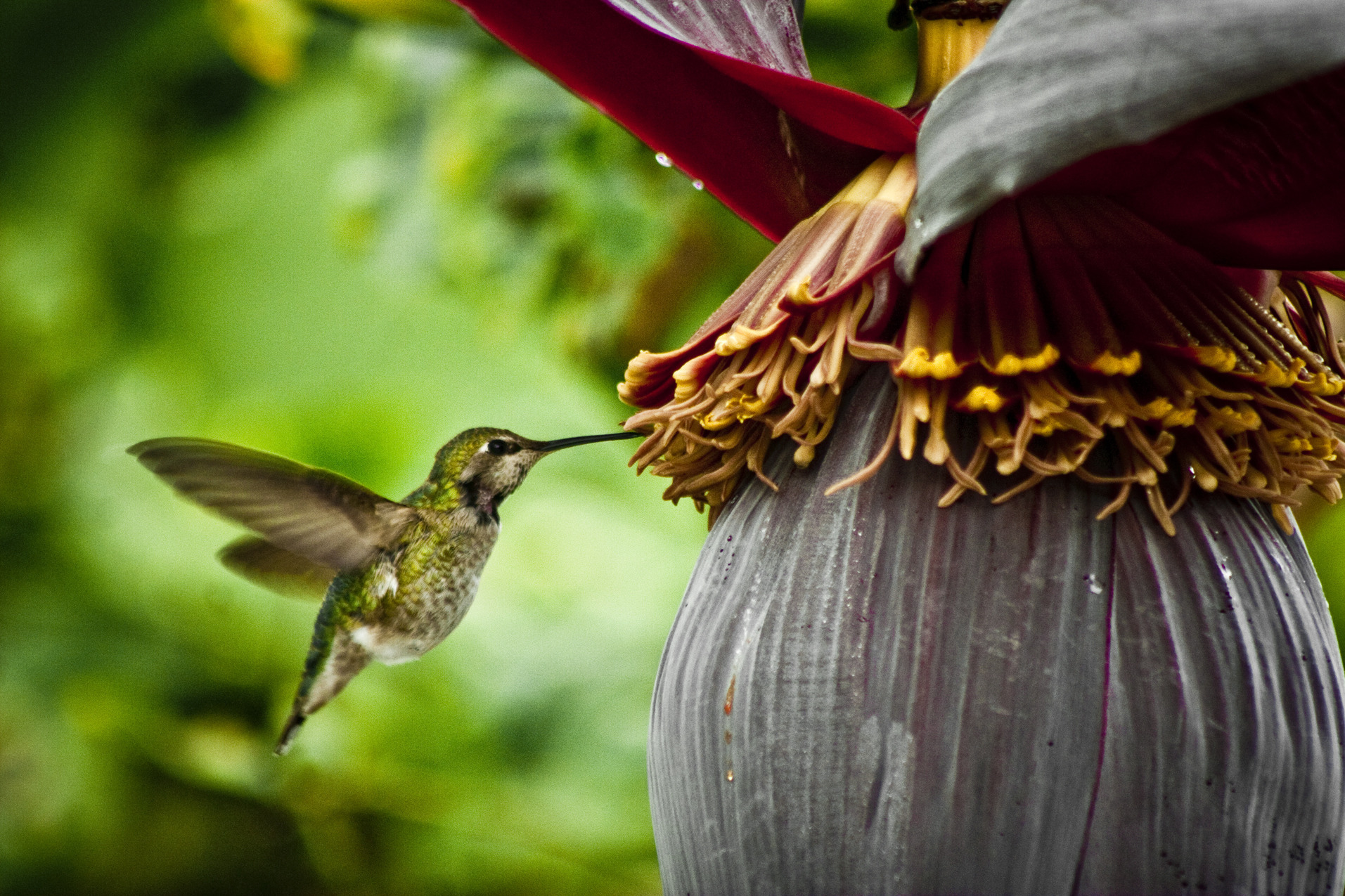Beautiful close-up of a colorful hummingbird perched on a flower.