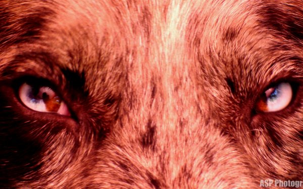 Animal Dog Dogs Eye HD Wallpaper | Background Image