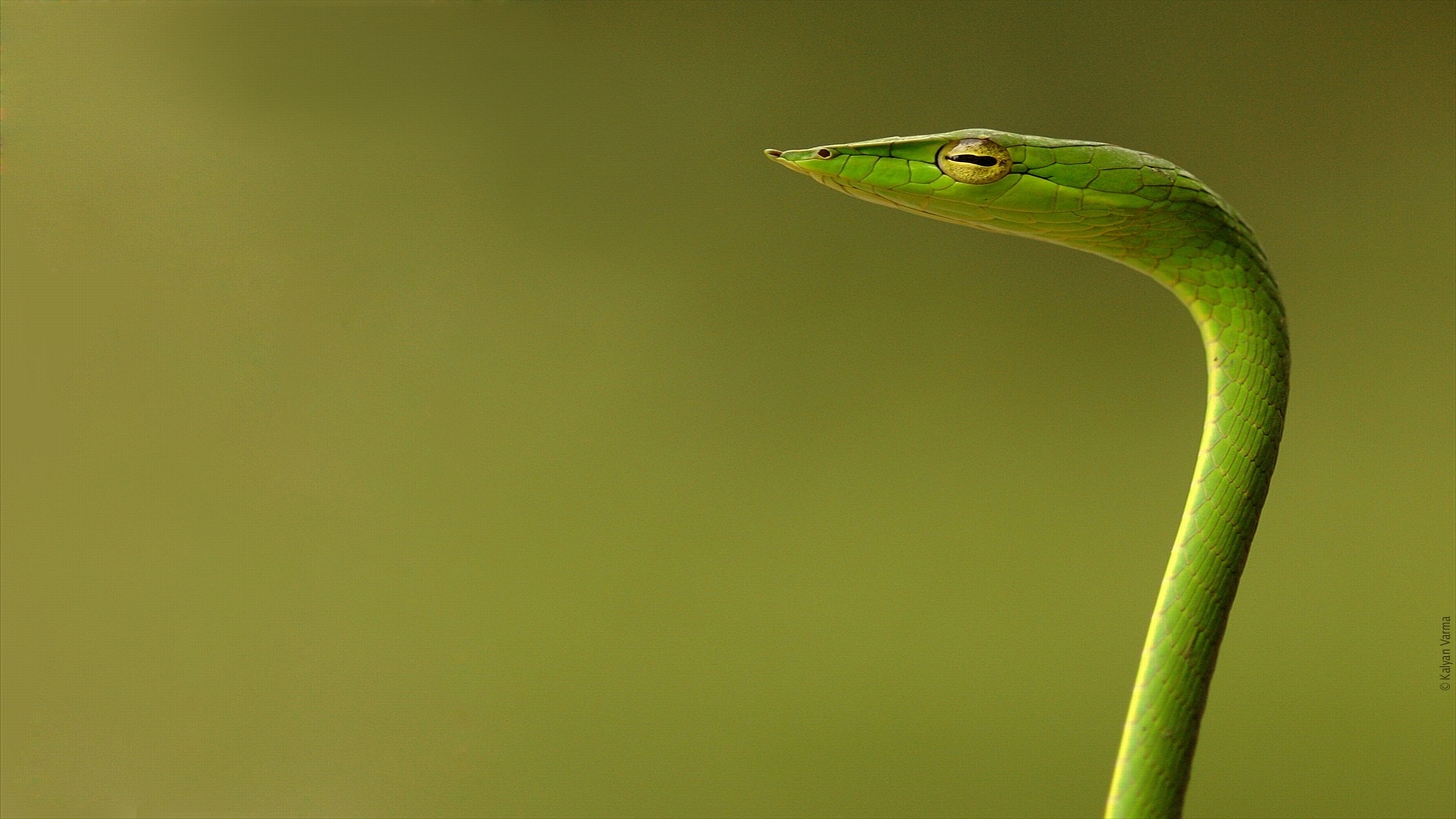 Green Whip Snake slithers through lush foliage, showcasing its vibrant scales.