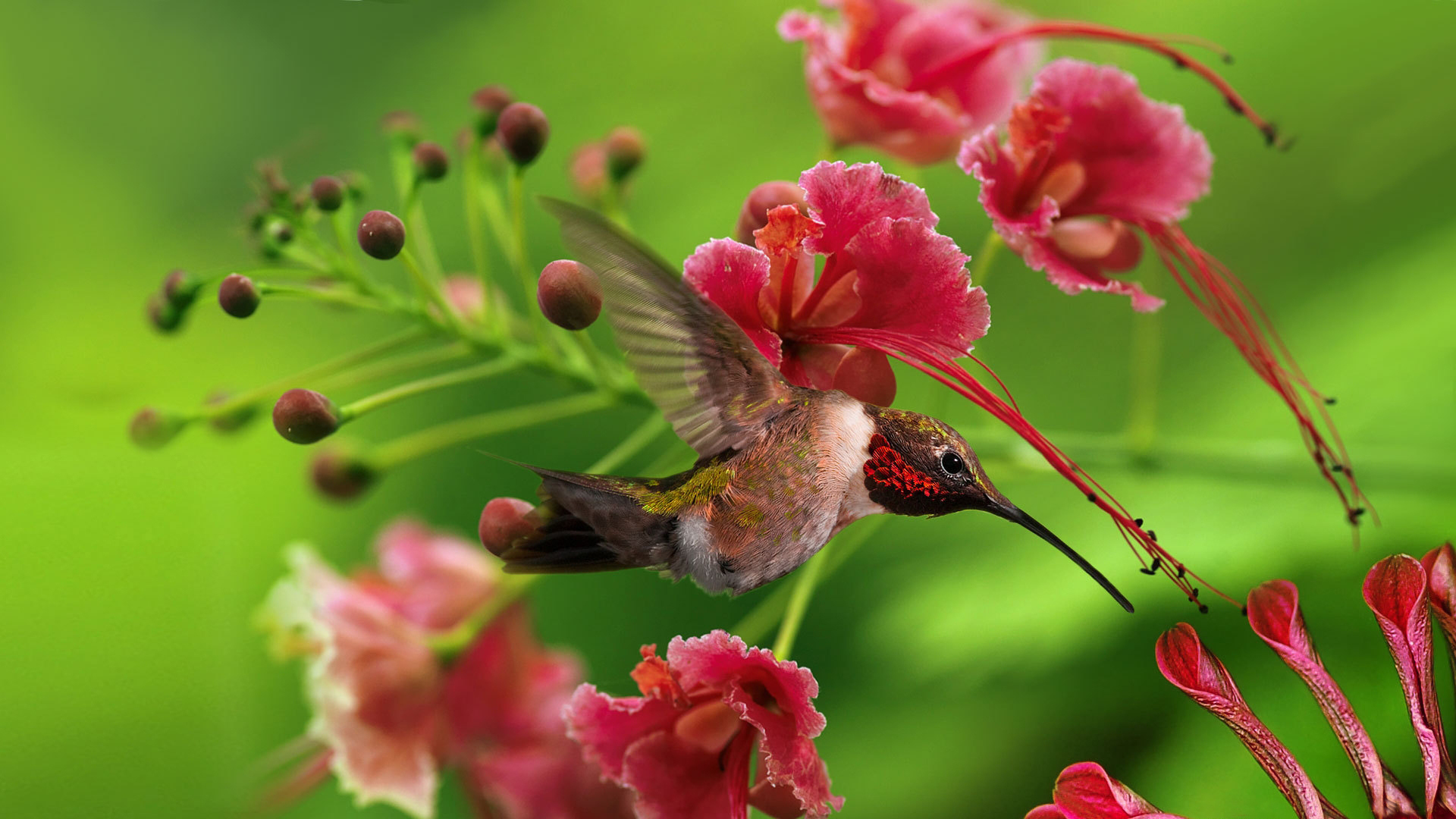 Beautiful hummingbird perched on a branch.