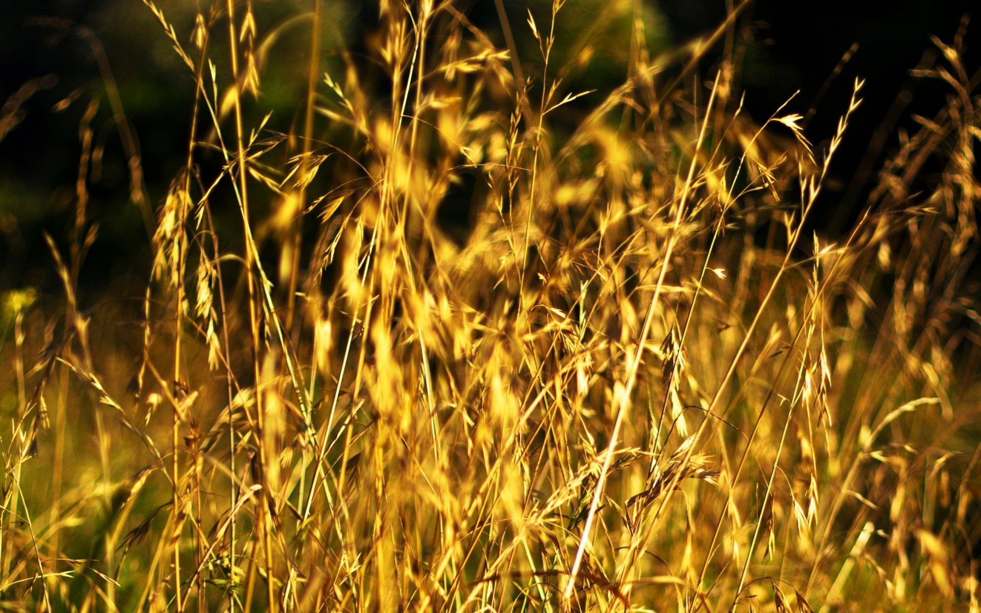 Download Nature Grass  HD Wallpaper