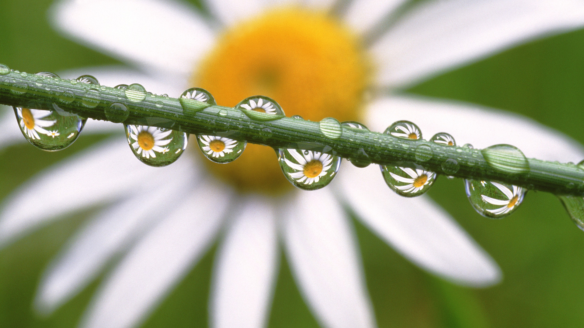  Goutte  d Eau  Fond d cran HD Arri re Plan 1920x1080 