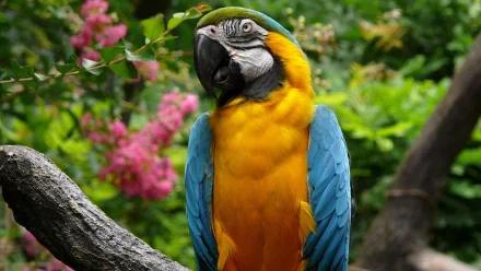 Vibrant blue-and-yellow macaw perched on a branch with lush green foliage and pink flowers in the background, presented as an HD PC desktop wallpaper and background.