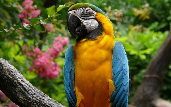 Animal Blue-and-yellow Macaw Birds Parrots HD Wallpaper | Background Image