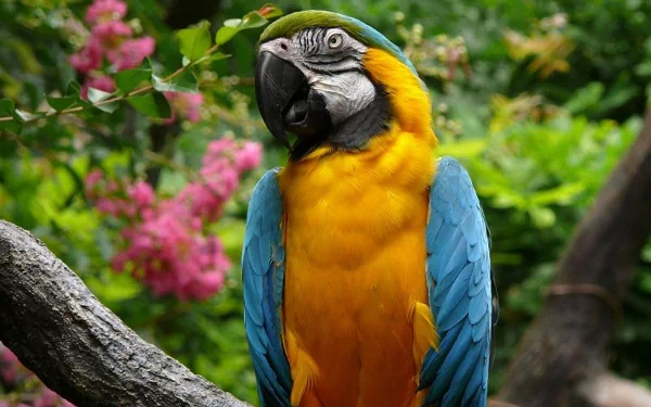 Vibrant blue-and-yellow macaw perched on a branch with lush green foliage and pink flowers in the background, presented as an HD PC desktop wallpaper and background.