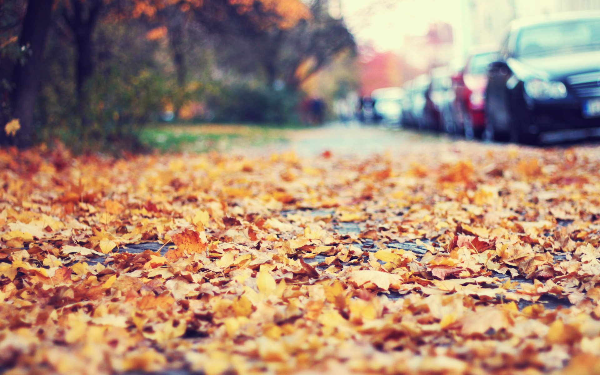 Осенняя листва на дороге