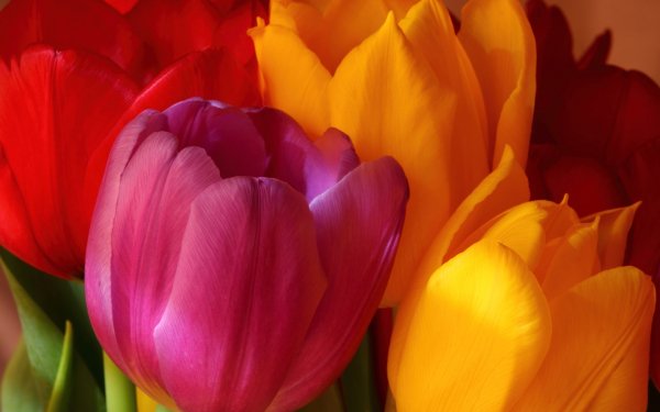 Earth Tulip Flowers Flower HD Wallpaper | Background Image