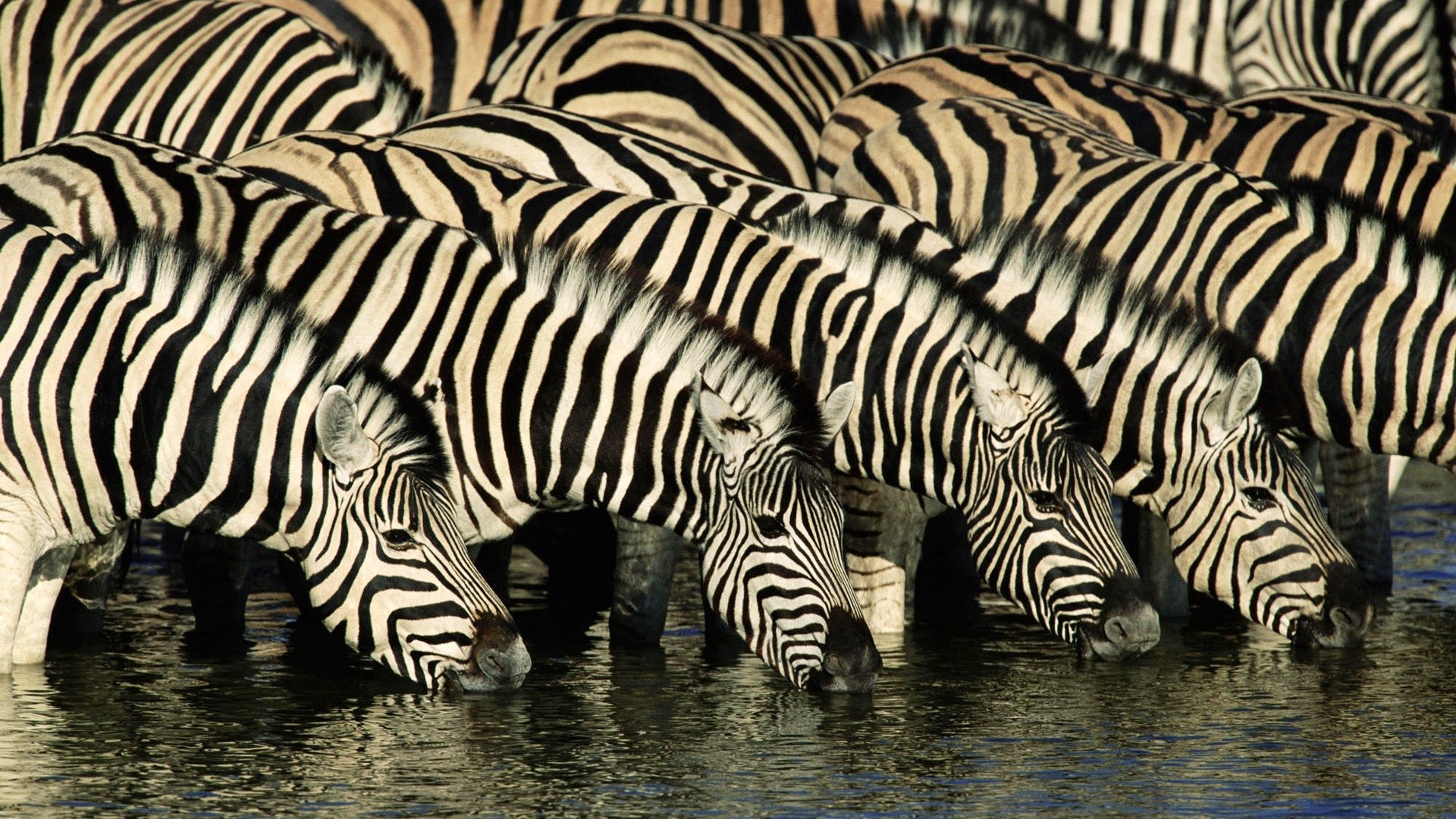 Animal Zebra HD Wallpaper | Background Image