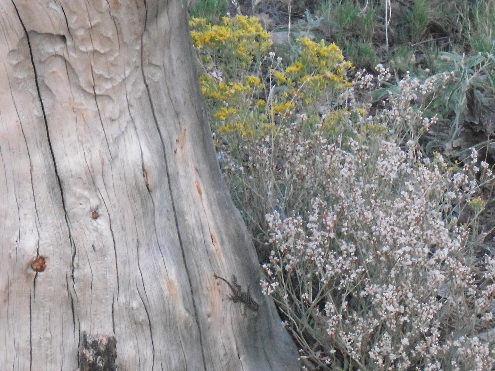 HD desktop wallpaper featuring a still life of a lizard blending into desert vegetation beside a weathered tree trunk in a natural setting.