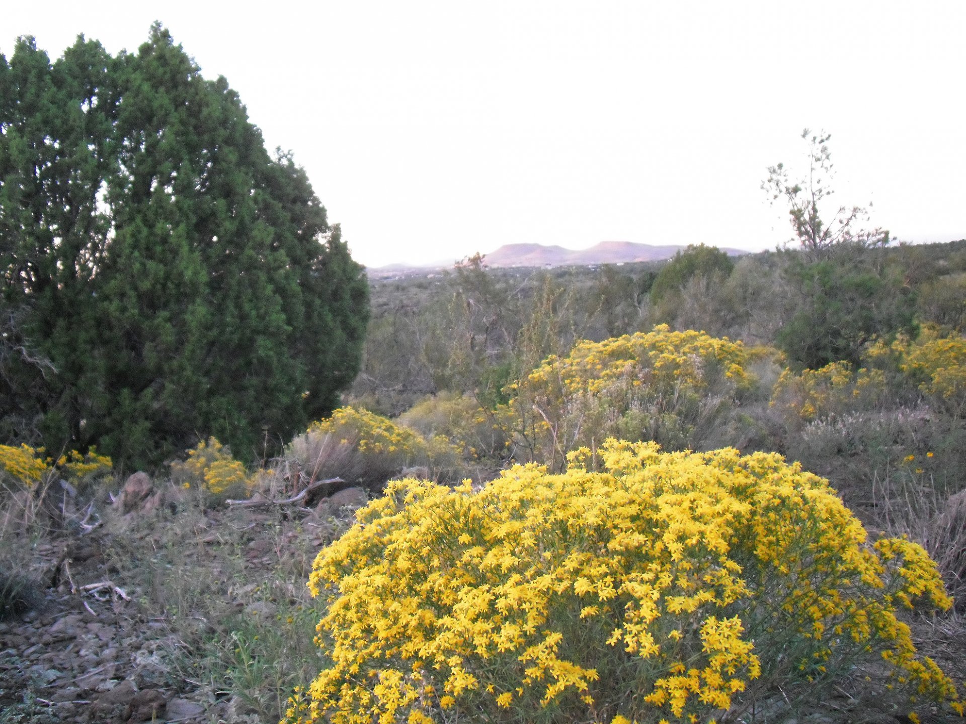 HD PC desktop wallpaper showing a desert nature scene with bright yellow flowers and shrubs in the foreground, sparse trees and distant hills under a pale sky.