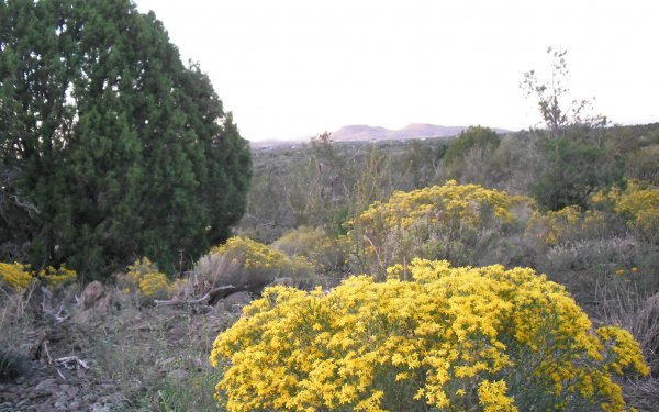 Earth Desert Flower Yellow HD Wallpaper | Background Image