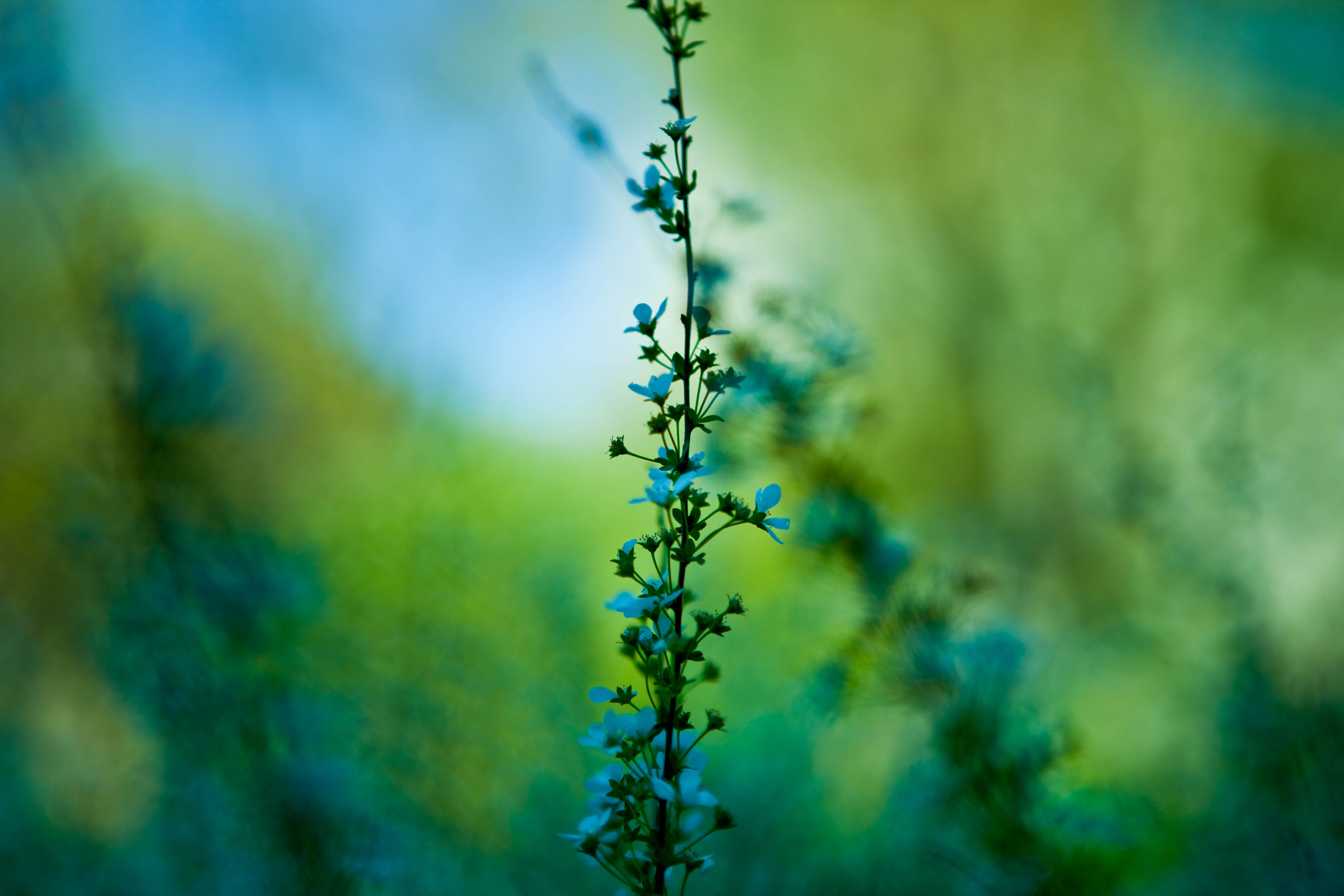 Yellow Macro Wallpaper #6895142