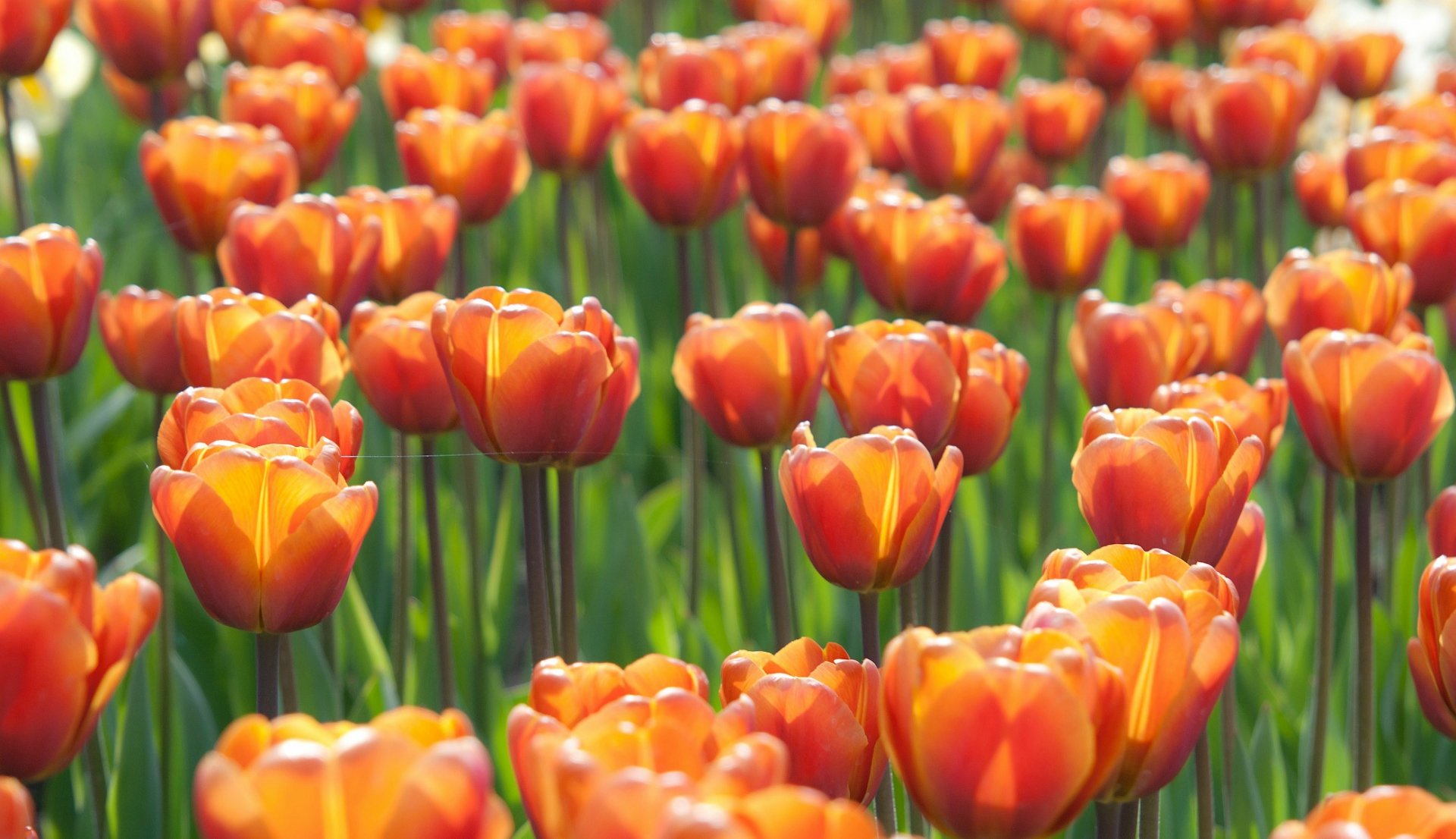 Tulip HD Wallpaper | Background Image | 2083x1200 | ID:165631