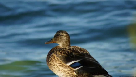 Animal duck HD Desktop Wallpaper | Background Image