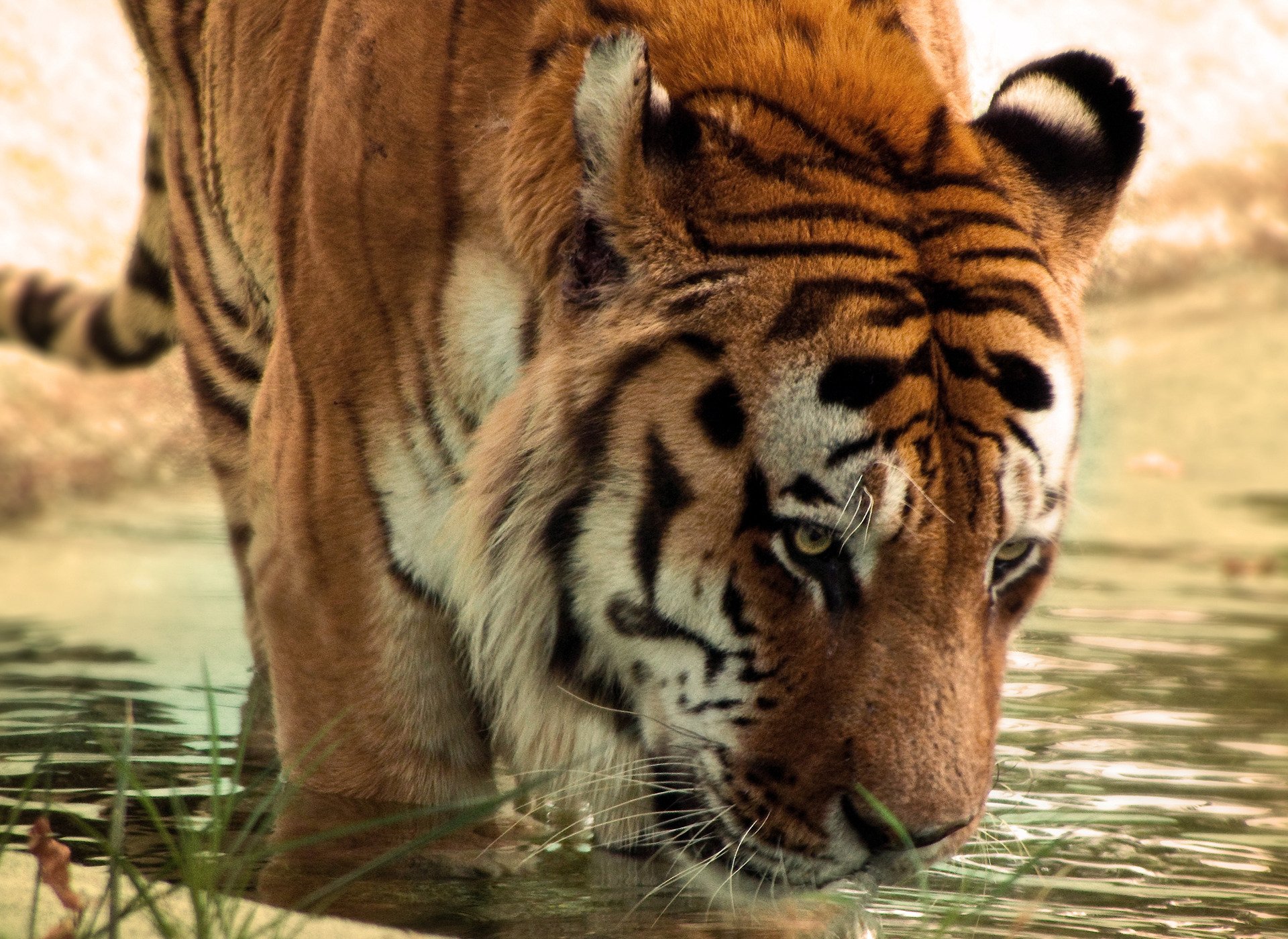 Animal Tiger HD Wallpaper