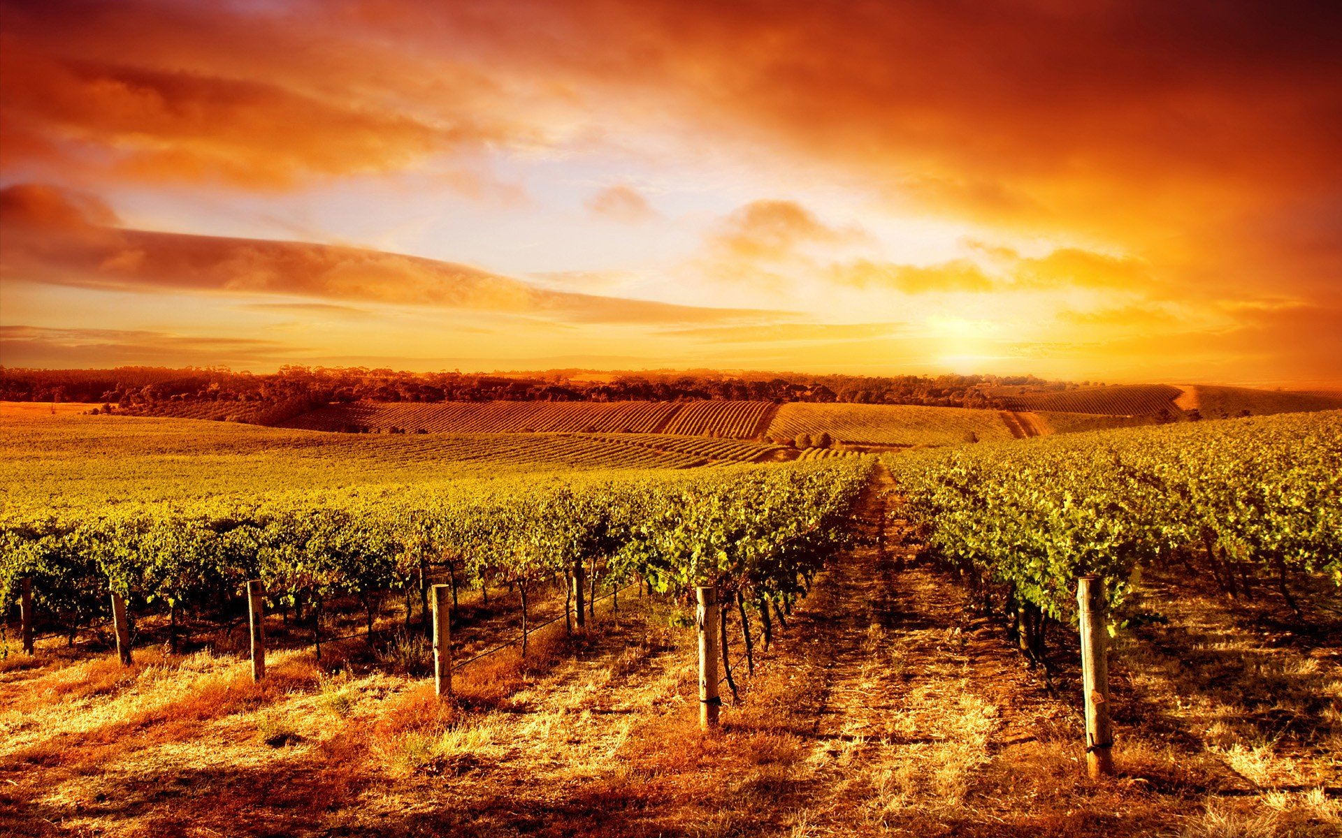 Download Man Made Vineyard HD Wallpaper