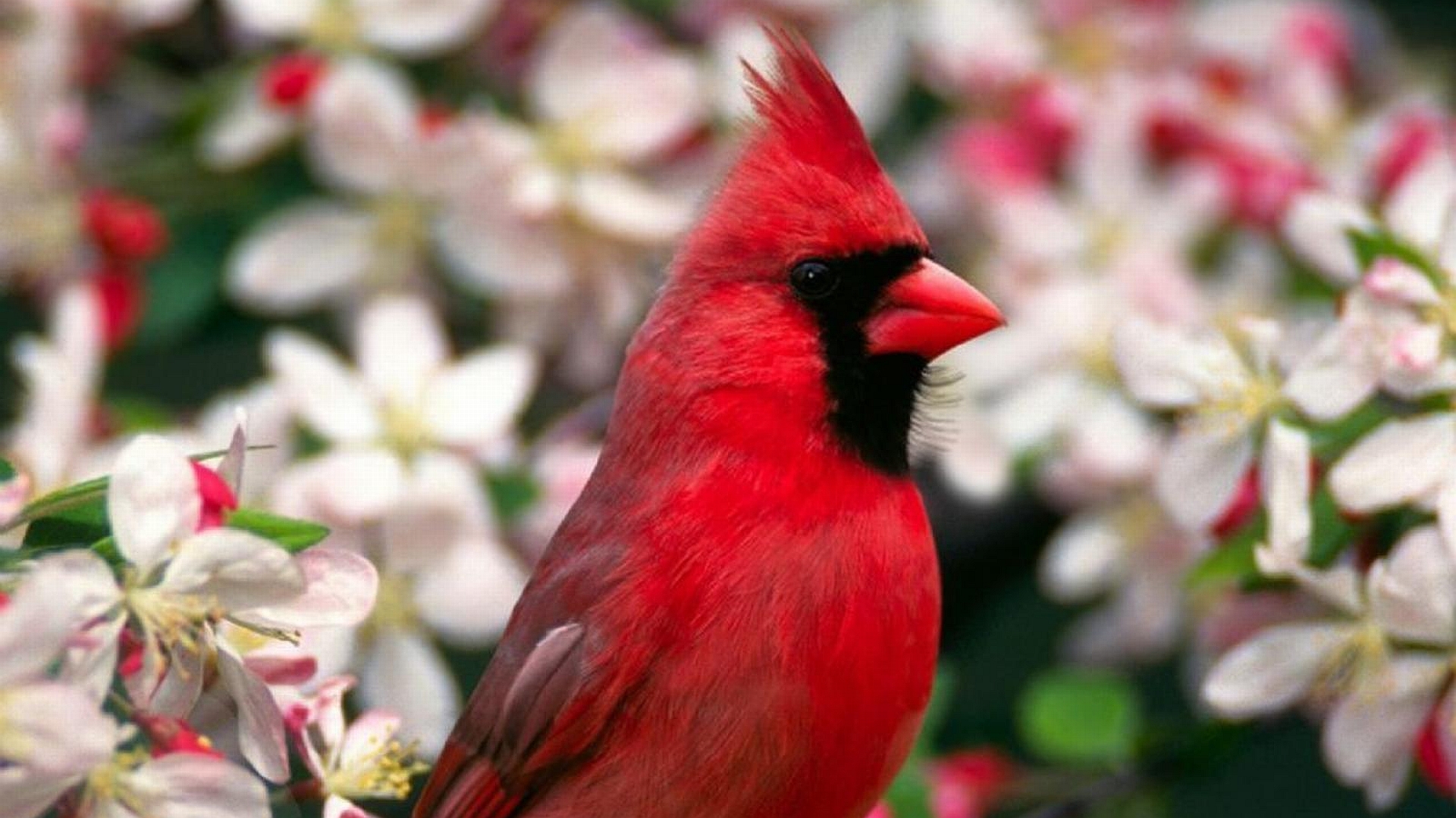 Animal Cardinal HD Wallpaper | Background Image