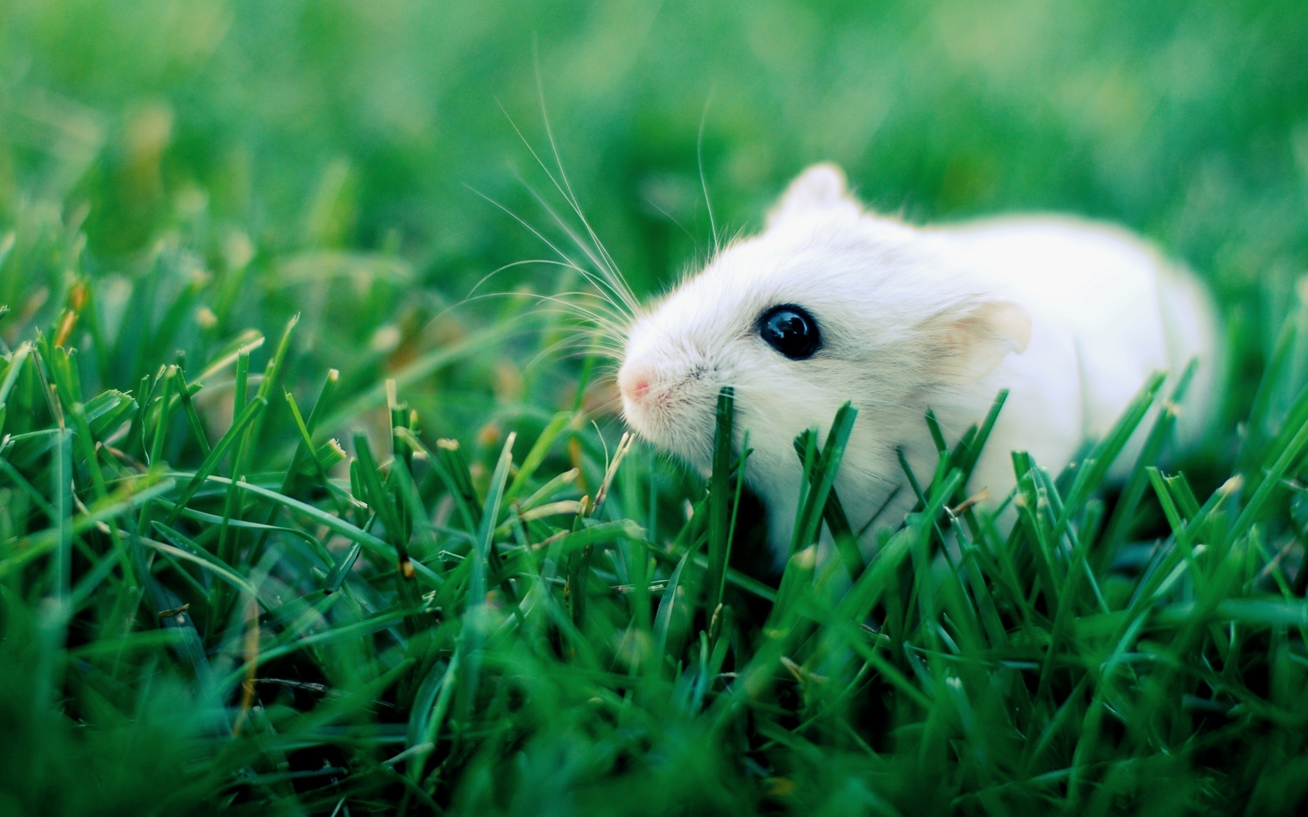 Animal Rodent HD Wallpaper | Background Image