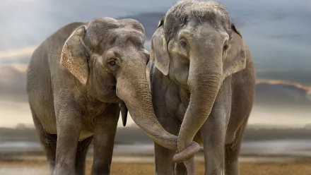 Animal Asian Elephant HD Desktop Wallpaper | Background Image