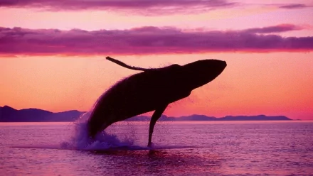 breaching Animal whale HD Desktop Wallpaper | Background Image