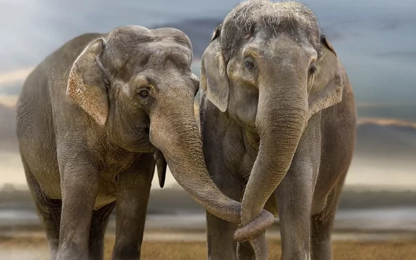 Animal Asian Elephant HD Desktop Wallpaper | Background Image