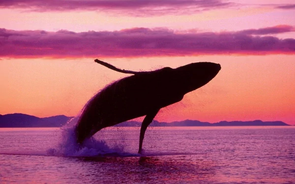 breaching Animal whale HD Desktop Wallpaper | Background Image