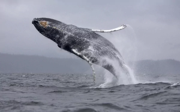 A humpback whale breaching the ocean surface, captured in stunning detail as an HD PC desktop wallpaper and background.