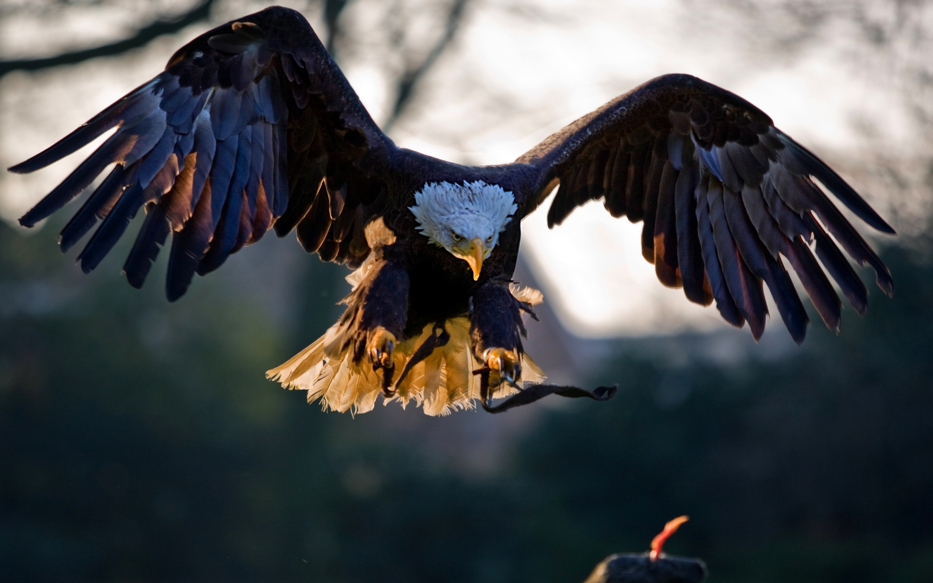 animated wallpaper eagle