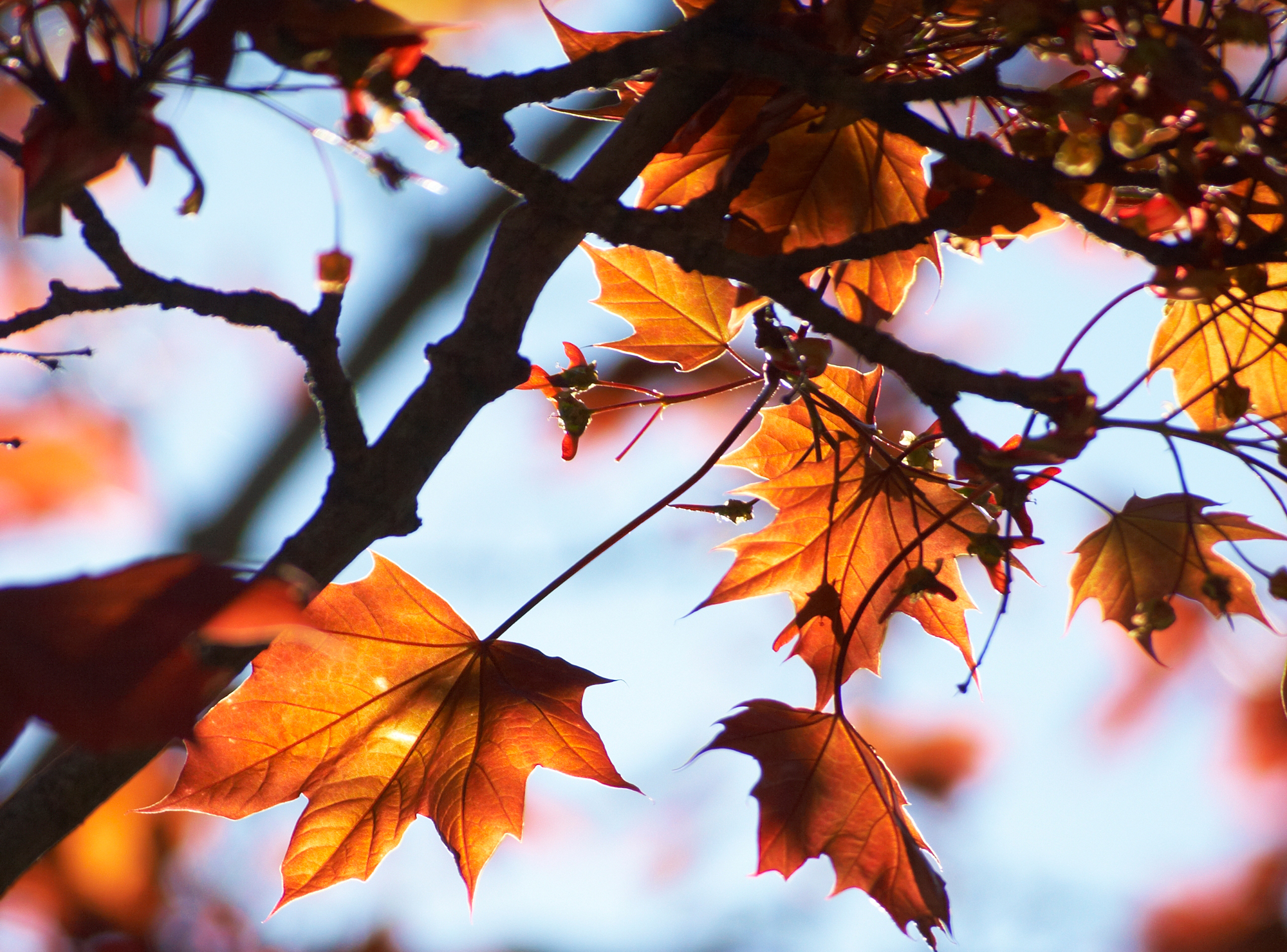 Ветка осенних листьев. Осень листья. Осенняя ветка. Осенний клен. Осень клен.