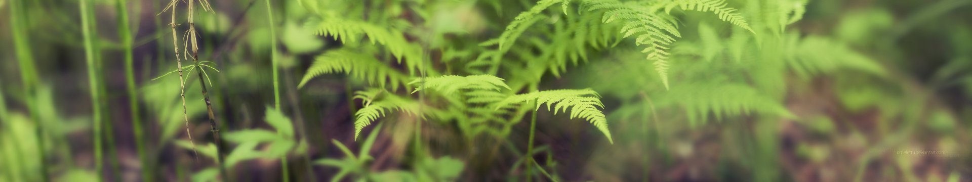 Download Nature Fern HD Wallpaper