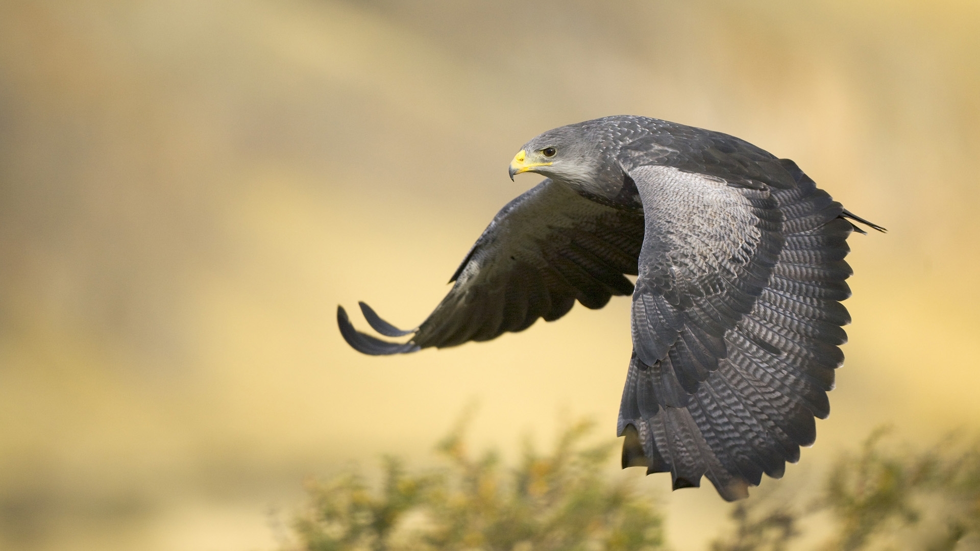 Hawk Full HD Wallpaper and Background Image | 1920x1080 | ID:175593