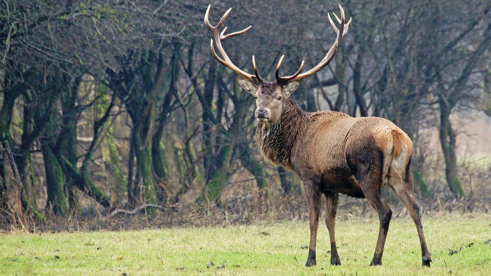 Download Animal Deer HD Wallpaper