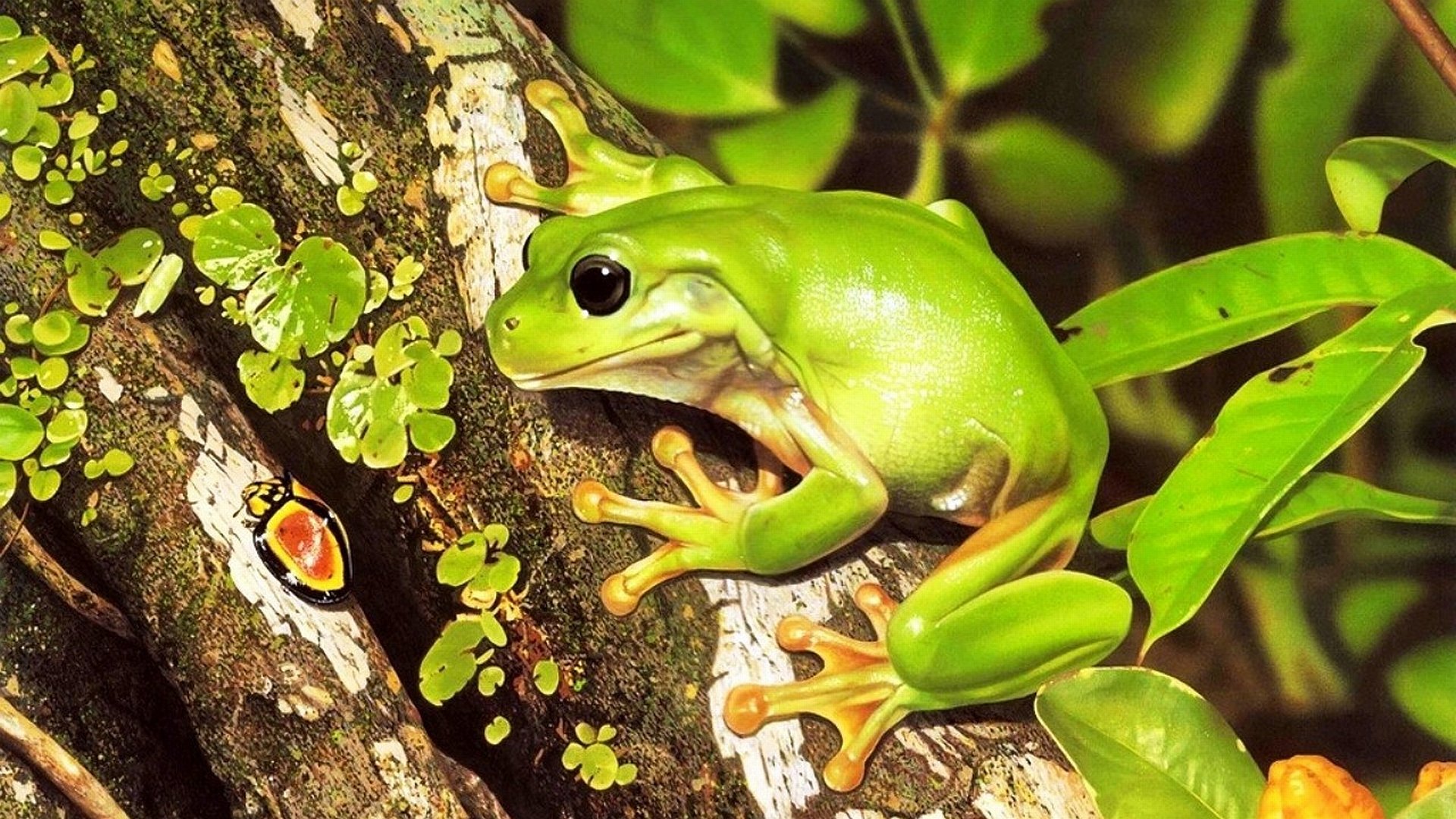 Frosch HD Wallpaper Hintergrund 1920x1080 ID176051 Wallpaper Abyss